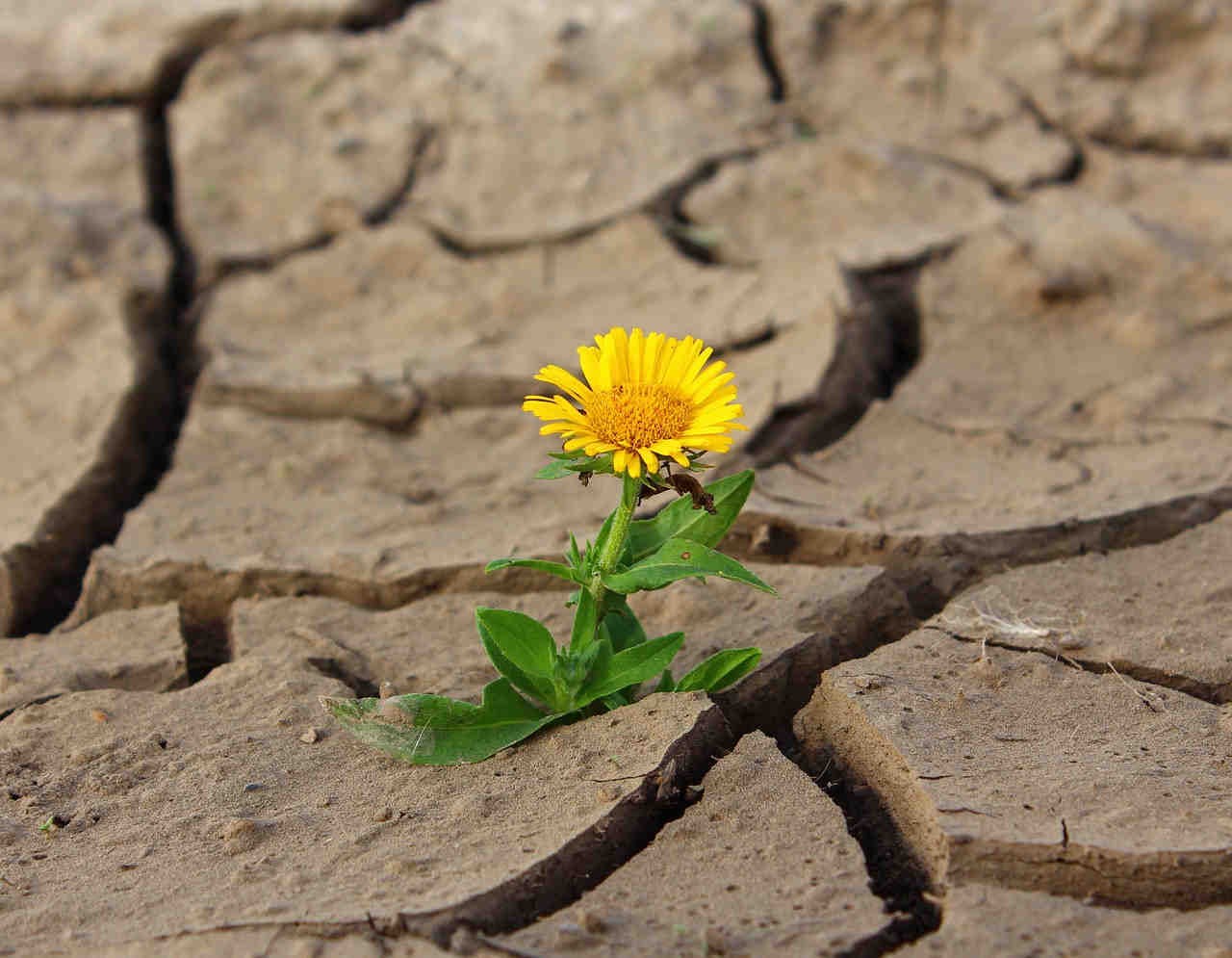 Giornata Mondiale per la lotta a desertificazione e siccità