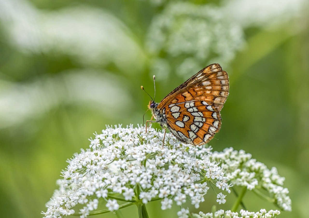Farfalle: un tesoro prezioso per la biodiversità