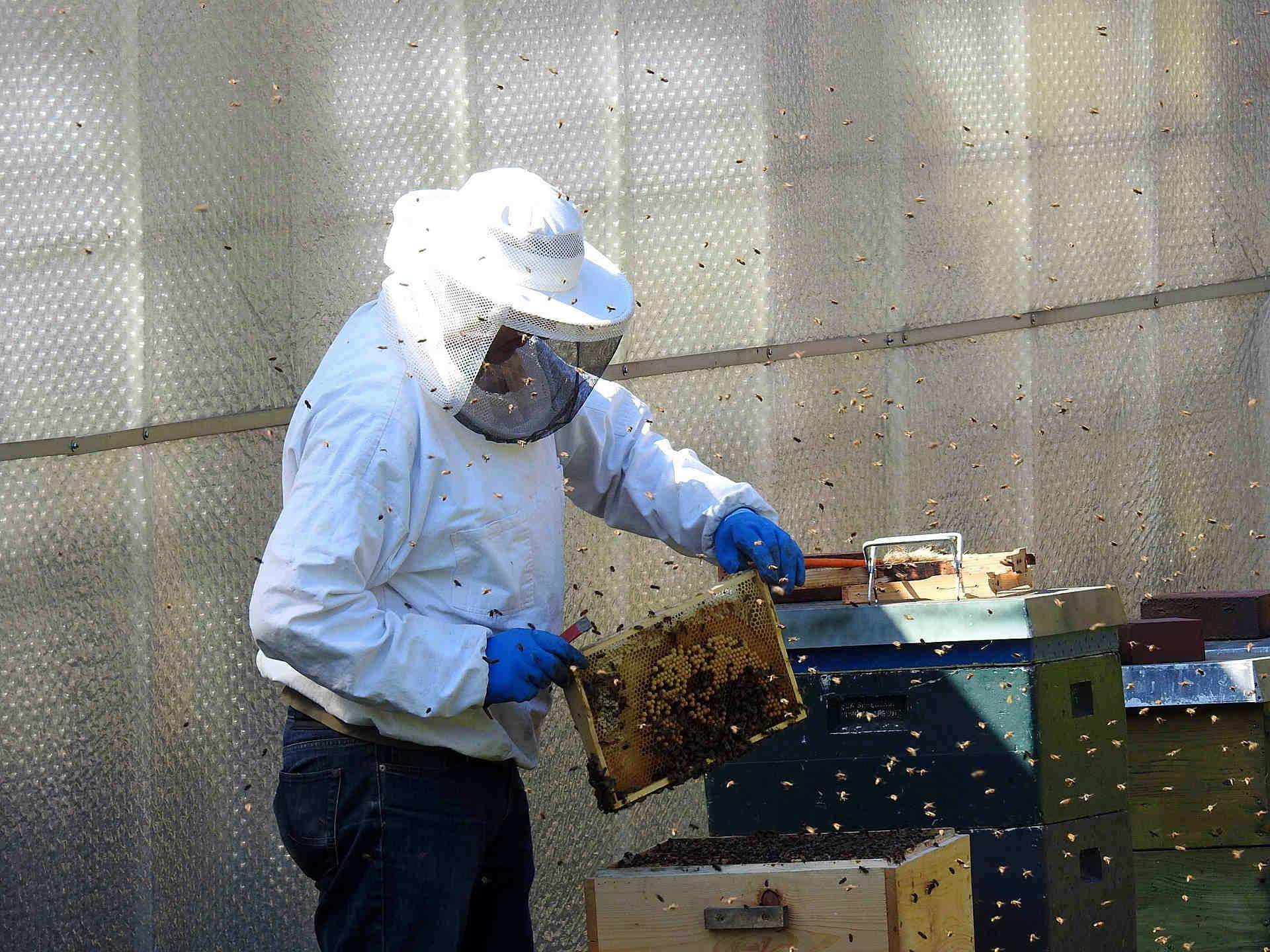 Bando Di Finanziamento Per L’apicoltura In Trentino