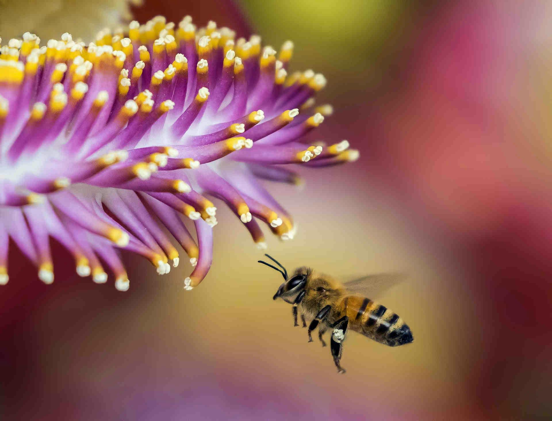 ape che vola verso un fiore