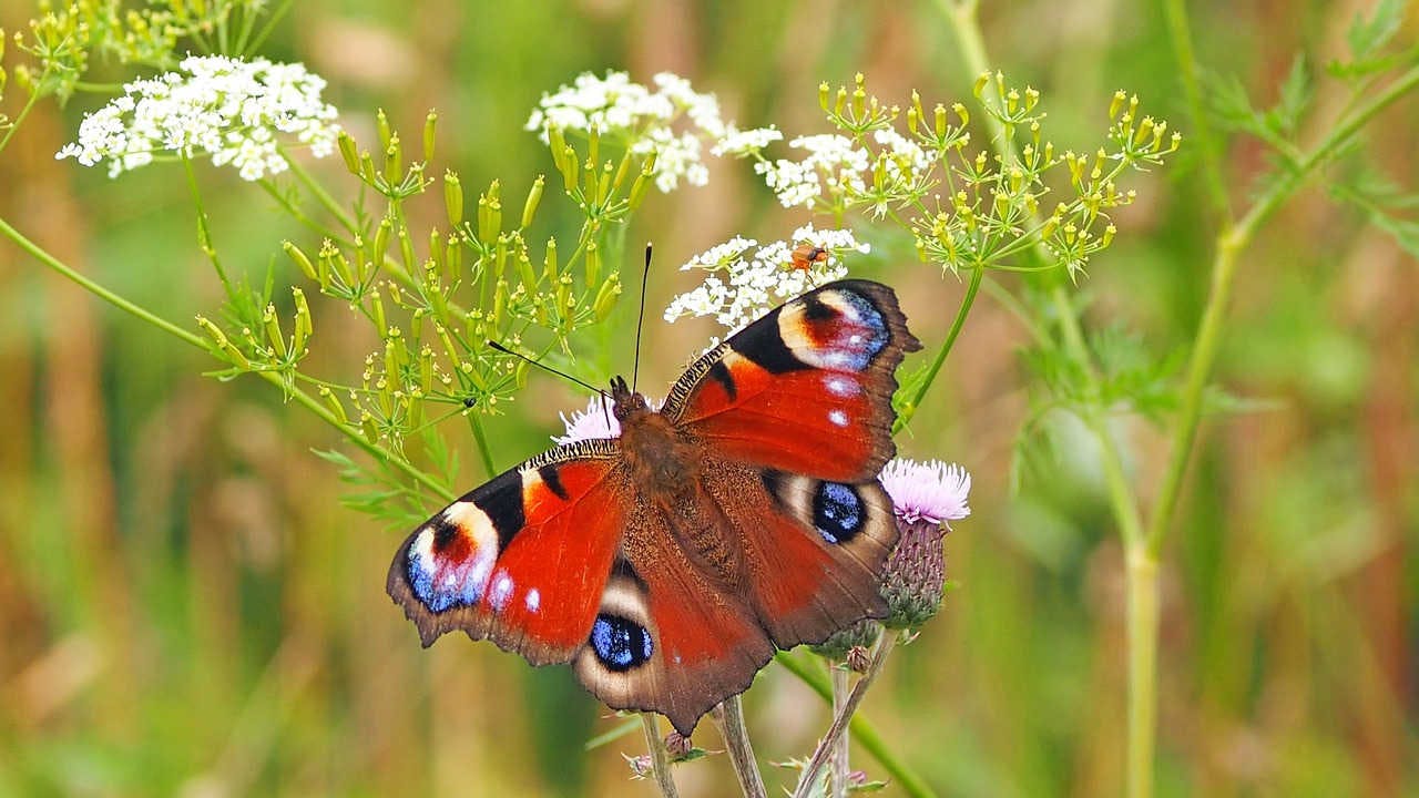 farfalla habitat