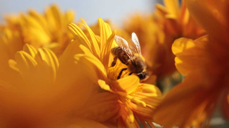 Sistemi Di Monitoraggio Per L’apicoltura E Industria 4.0