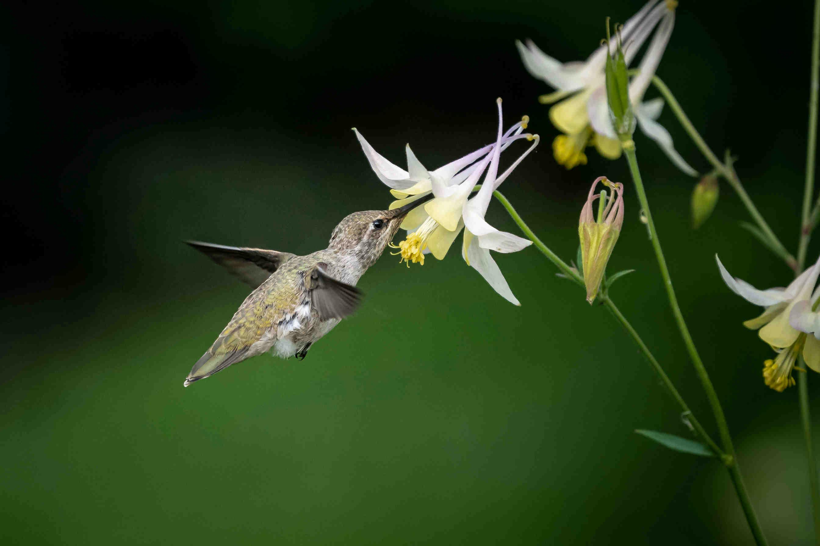 habitat colibrì