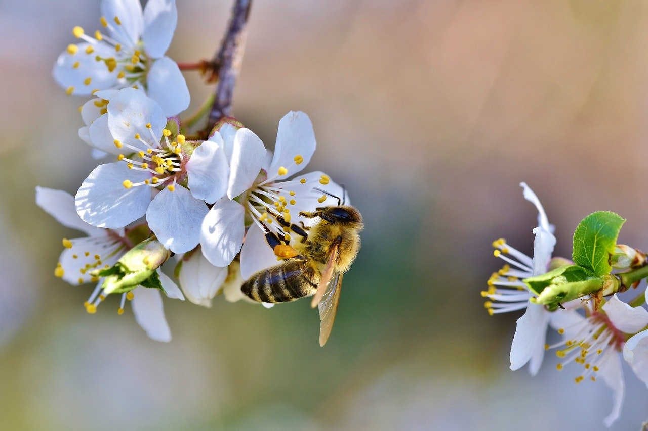 Adotta Un Alveare 3Bee: Scegli le api e l'apicoltore