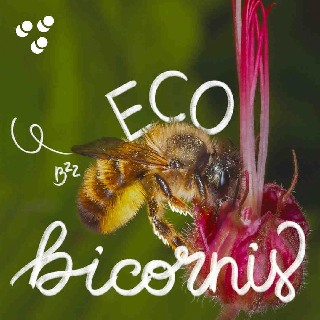 Eco Bicornis - Osmia Bicornis